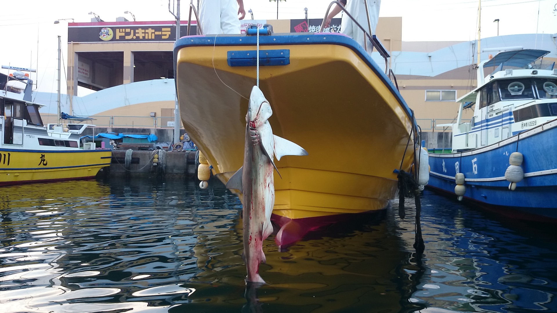 サメ退治 大津 小川丸 貴光船長オフィシャルブログ なんでも早いガンコオヤジ Powered By 釣り船情報ぎょさん